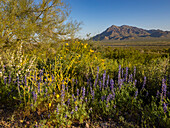 Wildblumen in Blüte nach einer besonders guten Regenzeit im Picacho Peak State Park, Arizona, Vereinigte Staaten von Amerika, Nordamerika