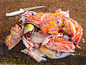 Pile of fish heads at the fish market in Puerto Azorra, Santa Cruz Island, Galapagos Islands, UNESCO World Heritage Site, Ecuador, South America