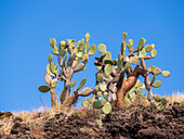 Opuntia-Kaktus (Opuntia galapageia), Buccaneer Cove, Insel Santiago, Galapagos-Inseln, UNESCO-Weltnaturerbe, Ecuador, Südamerika