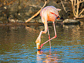 Erwachsener Amerikanischer Flamingo (Phoenicopterus ruber) beim Fressen von Artesmia-Garnelen, Insel Rabida, Galapagos-Inseln, UNESCO-Welterbe, Ecuador, Südamerika