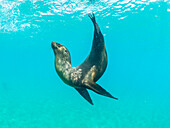 Galapagos sea lion (Zalophus wollebaeki), at play underwater, Punta Pitt, San Cristobal Island, Galapagos Islands, UNESCO World Heritage Site, Ecuador, South America