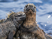 Adult Galapagos marine iguanas (Amblyrhynchus cristatus), basking on Fernandina Island, Galapagos Islands, UNESCO World Heritage Site, Ecuador, South America