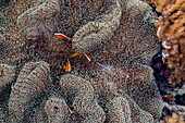 Ein ausgewachsener orangefarbener Stinkanemonenfisch (Amphiprion sandaracinos) schwimmt im Riff vor der Insel Bangka, Indonesien, Südostasien, Asien