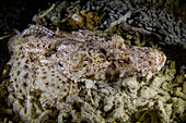 Ein ausgewachsener Krokodil-Flachkopf (Cymbacephalus beauforti), getarnt in den Korallen, Insel Waigeo, Raja Ampat, Indonesien, Südostasien, Asien