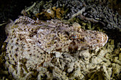 An adult crocodile flathead (Cymbacephalus beauforti) camouflaged in the coral, Waigeo Island, Raja Ampat, Indonesia, Southeast Asia