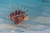 Ein ausgewachsener Zebra-Drückerfisch (Dendrochirus zebra), auf offenem Sand vor der Insel Bangka, Indonesien, Südostasien