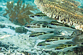 Ein Schwarm ausgewachsener Monokelbrassen (Scolopsis bilineata), vor dem Riff der Insel Bangka, nahe Manado, Indonesien, Südostasien