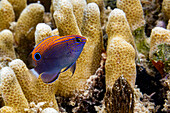 An adult speckled damsel (Pomacentrus bankanensis), off the reef on Wohof Island, Raja Ampat, Indonesia, Southeast Asia