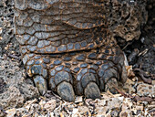 Close-up of foot of captive Galapagos giant tortoise (Chelonoidis spp), Charles Darwin Research Station, Santa Cruz Island, Galapagos Islands, UNESCO World Heritage Site, Ecuador, South America