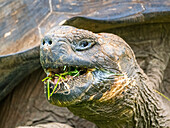 Wild Galapagos giant tortoise (Chelonoidis spp), found in Rancho Manzanillo, Santa Cruz Island, Galapagos Islands, UNESCO World Heritage Site, Ecuador, South America