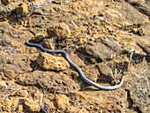 An adult Galapagos racer (Pseudalsophis biserialis), at Punta Pitt, San Cristobal Island, Galapagos Islands, UNESCO World Heritage Site, Ecuador, South America