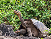 Galapagos-Riesenschildkröte (Chelonoidis spp) in Gefangenschaft, Charles-Darwin-Forschungsstation, Insel Santa Cruz, Galapagos-Inseln, UNESCO-Weltnaturerbe, Ecuador, Südamerika