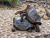 Captive Galapagos giant tortoises (Chelonoidis spp), Charles Darwin Research Station, Santa Cruz Island, Galapagos Islands, UNESCO World Heritage Site, Ecuador, South America