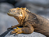 An adult Galapagos land iguana (Conolophus subcristatus), basking on North Seymour Island, Galapagos Islands, UNESCO World Heritage Site, Ecuador, South America