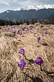 Crocus Flowers, Fagaras Mountains, Arges County, Muntenia, Romania, Europe