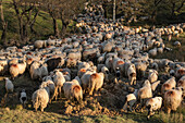 Schafherde mit Lämmern, Nucsoara, Kreis Arges, Muntenia, Rumänien, Europa