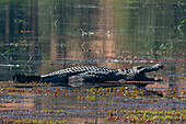 Nilkrokodil (Crocodylus niloticus) mit geöffnetem Maul im Chobe-Fluss, Chobe-Nationalpark, Botsuana, Afrika