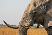 Porträt eines afrikanischen Elefanten (Loxodonta africana), Okavango-Delta, Botsuana, Afrika