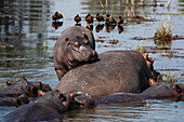 Flusspferde (Hippopotamus amphibius) im Chobe-Fluss, Chobe-Nationalpark, Botsuana, Afrika