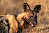 Afrikanischer Wildhund (Lycaon pictus), Okavango-Delta, Botsuana, Afrika