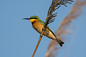 Little Bee-eater (Merops pusillus), Okavango Delta, Botswana, Africa