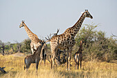 Giraffen (Giraffa camelopardalis) und Kälber, Okavango-Delta, Botsuana, Afrika