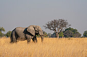 Afrikanischer Elefant (Loxodonta africana), Okavango-Delta, Botsuana, Afrika