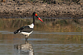 Saddle-billed Stork (Ephippiorhynchus senegalensis) fishing in a waterhole, Okavango Delta, Botswana, Africa