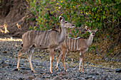 Greater kudu female (Tragelaphus strepsiceros) and calf, Mashatu Game Reserve, Botswana, Africa