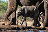 African elephant (Loxodonta africana) calf at waterhole, Mashatu Game Reserve, Botswana, Africa