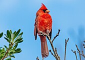 Männlicher nördlicher Kardinal (Cardinalis cardinalis), ein mittelgroßer Singvogel, verbreitet im östlichen Nordamerika, Bermuda, Atlantik, Nordamerika