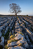 Einsamer kahler Eschenbaum auf Kalksteinpflaster, Malham Lings, Yorkshire Dales Nationalpark, Yorkshire, England, Vereinigtes Königreich, Europa