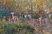 Eine Gruppe von Rothirschen (Cervus elaphus) inmitten von Farnkraut in der Landschaft von Exmoor, in der Nähe von Dunster, Exmoor National Park, Somerset, England, Vereinigtes Königreich, Europa