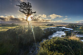 Ein knorriger alter Weißdornbaum im Schatten der untergehenden Sonne, mit einer alten Steinbrücke über einen Bach in der Nähe, auf offenem Moorland, Gidleigh Common, nahe Chagford, Dartmoor National Park, Devon, England, Vereinigtes Königreich, Europa