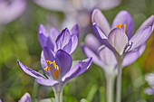 Lila blühende Krokusse im Vorfrühling, eine der frühesten Blumen, die die Ankunft des Frühlings ankündigen, Devon, England, Vereinigtes Königreich, Europa