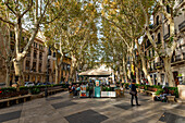 Tree lined Born avenue, Palma, Mallorca, Balearic islands, Spain, Mediterranean, Europe