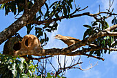 Rufous Hornero (Furnarius rufus) neben seinem Nest, Serra da Canastra National Park, Minas Gerais, Brasilien, Südamerika