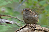 House Sparrow (Passer domesticus), Serra da Canastra National Park, Minas Gerais, Brazil, South America