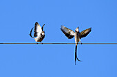 Balz eines Paares von Streamer-tailed Tyrant (Gubernetes yetapa), Serra da Canastra National Park, Minas Gerais, Brasilien, Südamerika