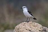 White-rumped Monjita (Xolmis velatus), Serra da Canastra National Park, Minas Gerais, Brazil, South America