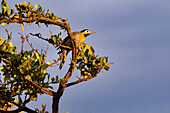 Campo Flicker (Colaptes campestres) perched on a branch, Serra da Canastra National Park, Minas Gerais, Brazil, South America