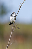 Hahnenschwanztyrann (Alectrurus tricolor) auf einem Ast, Serra da Canastra Nationalpark, Minas Gerais, Brasilien, Südamerika