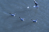 Vögel im Wasser