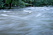 Überschwemmung eines Flusses inmitten eines Waldes