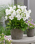 Bellflower (Campanula persicifolia) Belladonna White®