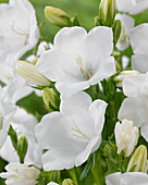 Glockenblume (Campanula persicifolia) Belladonna White®