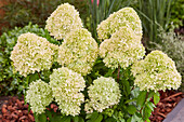 Hydrangea paniculata Bee Green