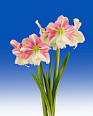 Hippeastrum Duet Candy