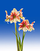 Hippeastrum Duet Dream