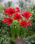 Hippeastrum Roter Stolz
